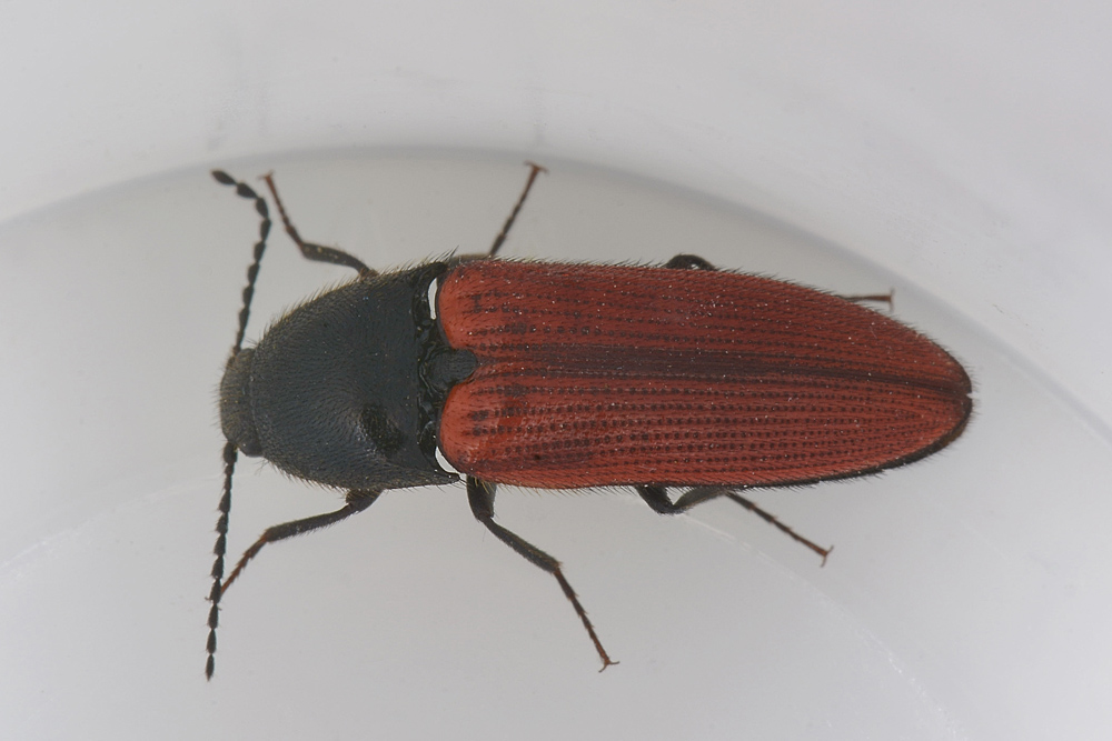 Ampedus sp. (Elateridae)